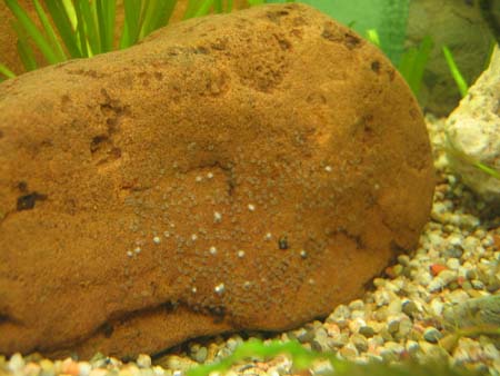 &copy; Zierfischfreunde Immenhausen-Holzhausen THORICHTHYS MEEKI LAICH